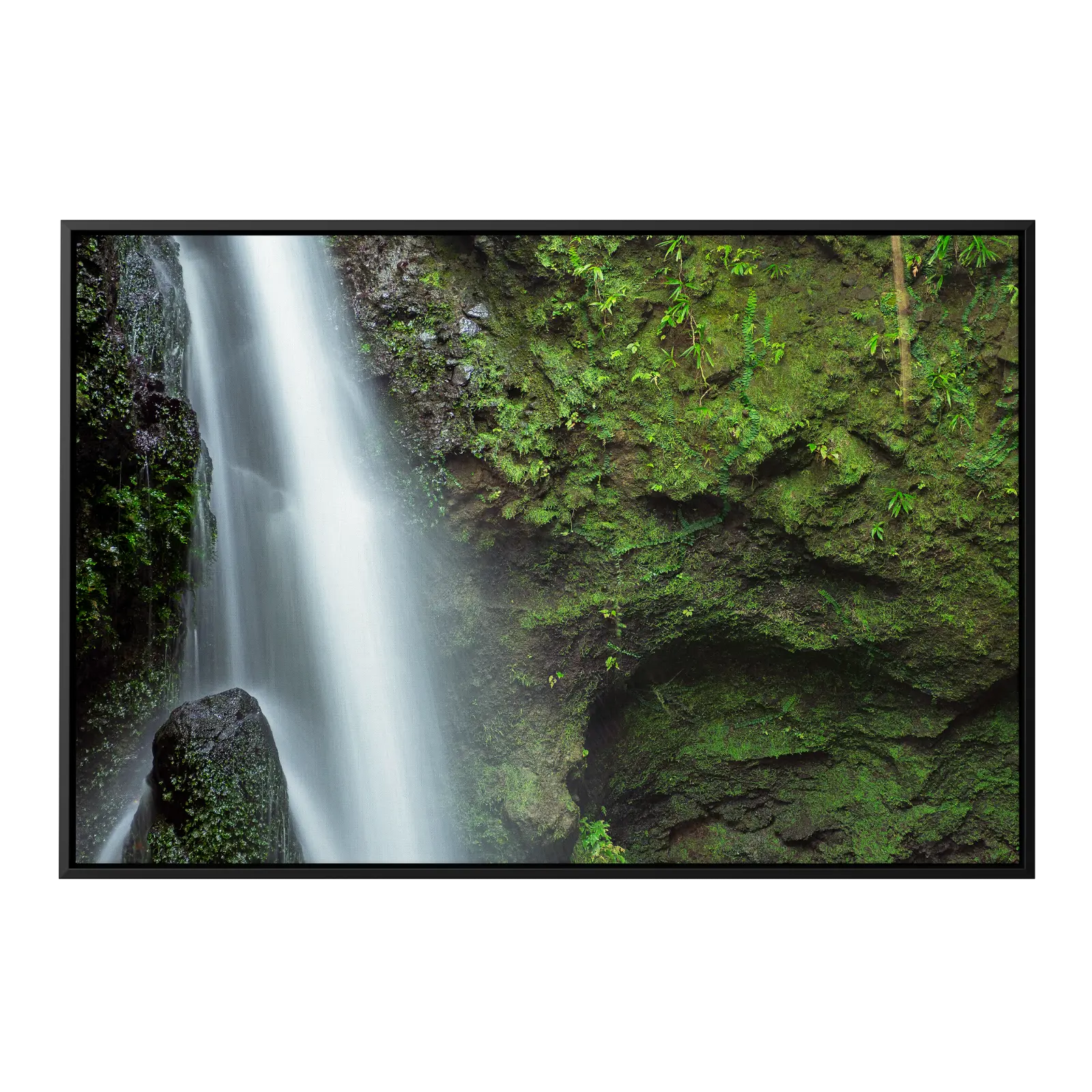 Moss Covered Walls
