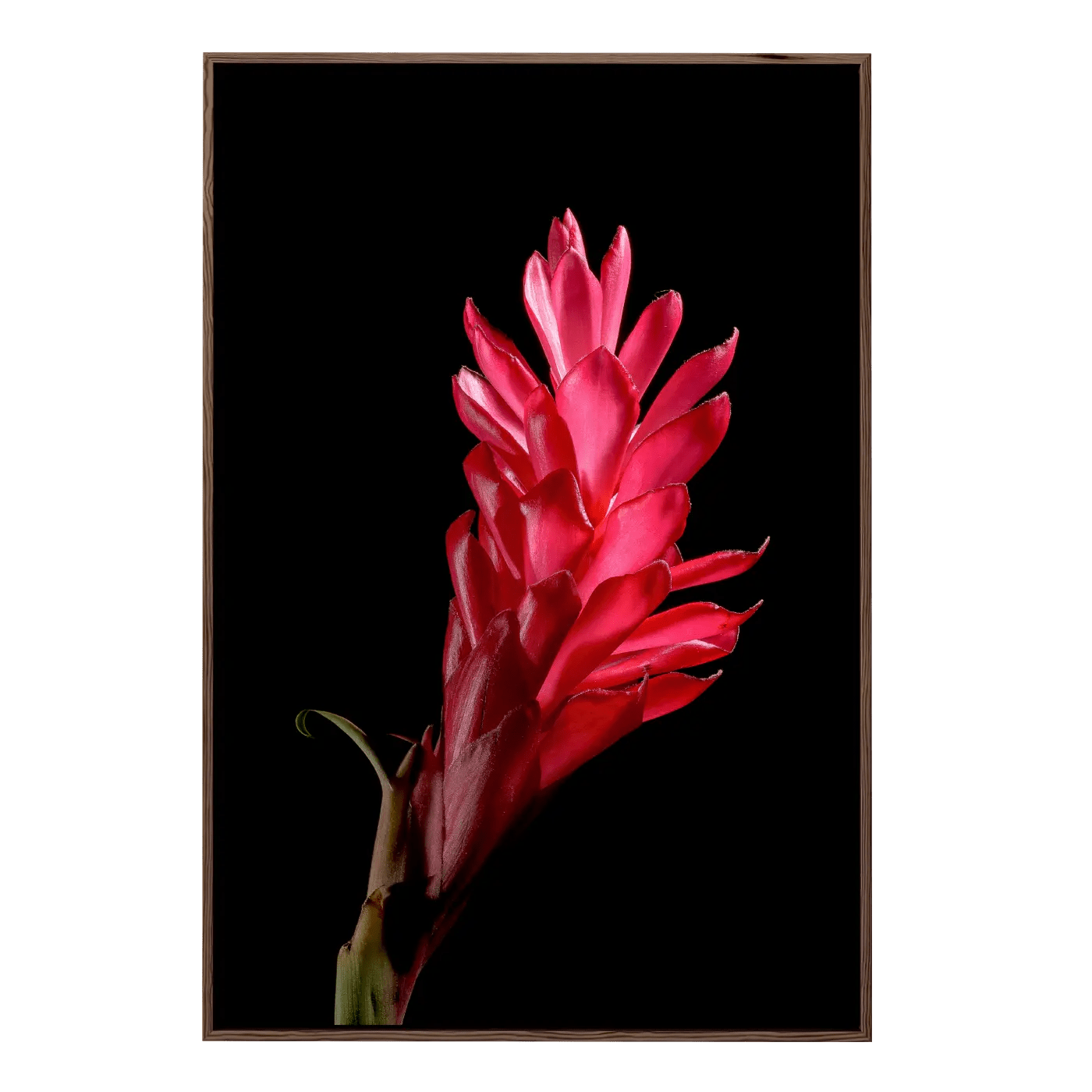 Red Ginger I