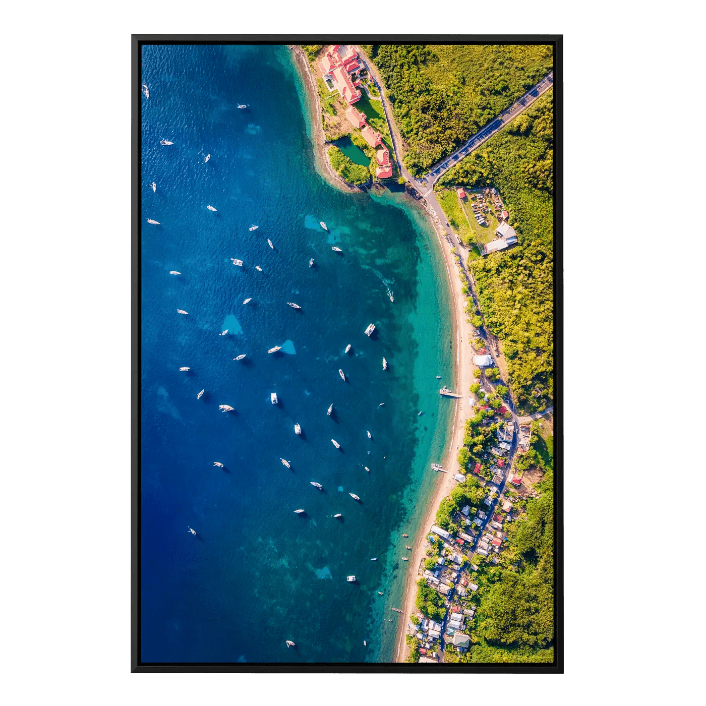 Purple Turtle From Above