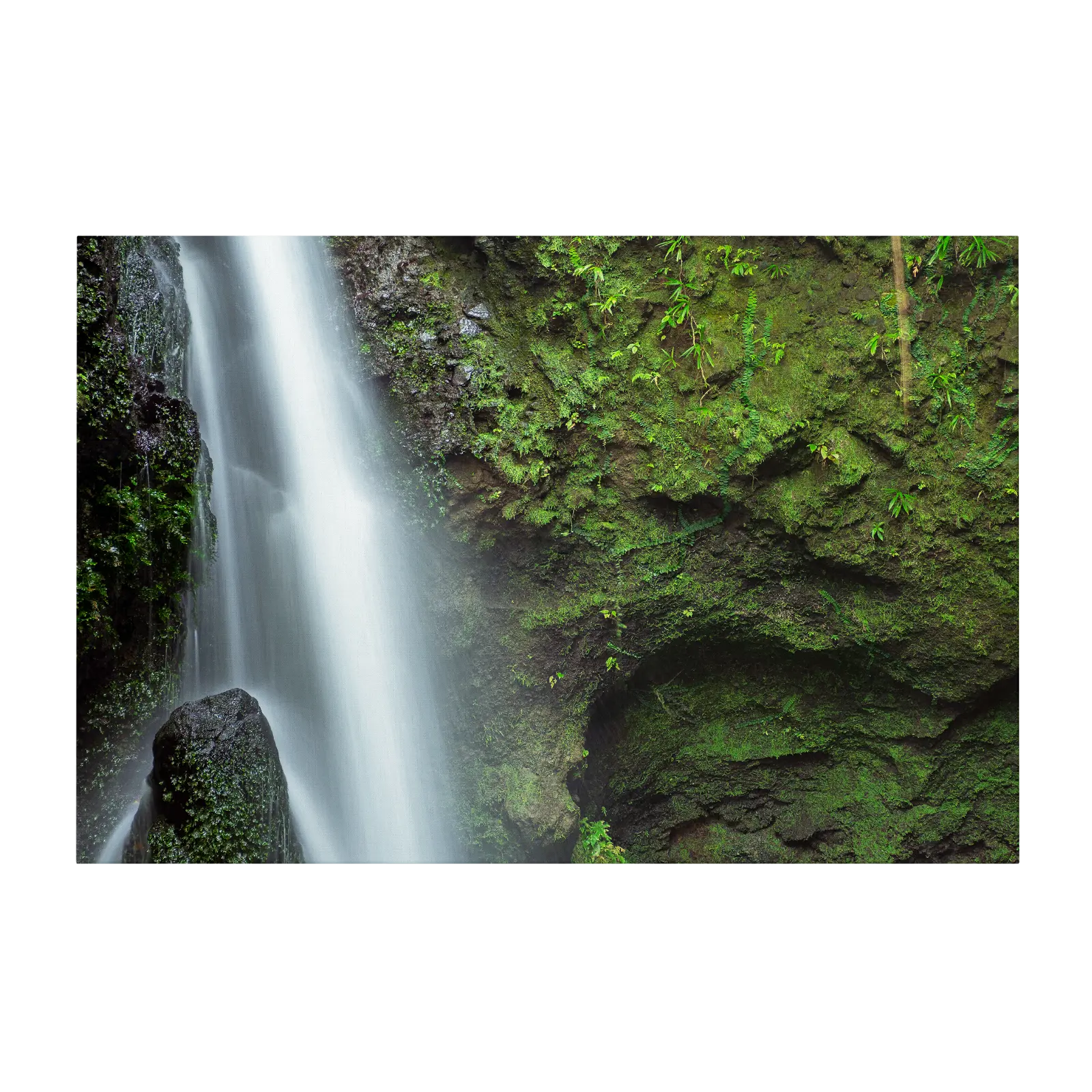 Moss Covered Walls