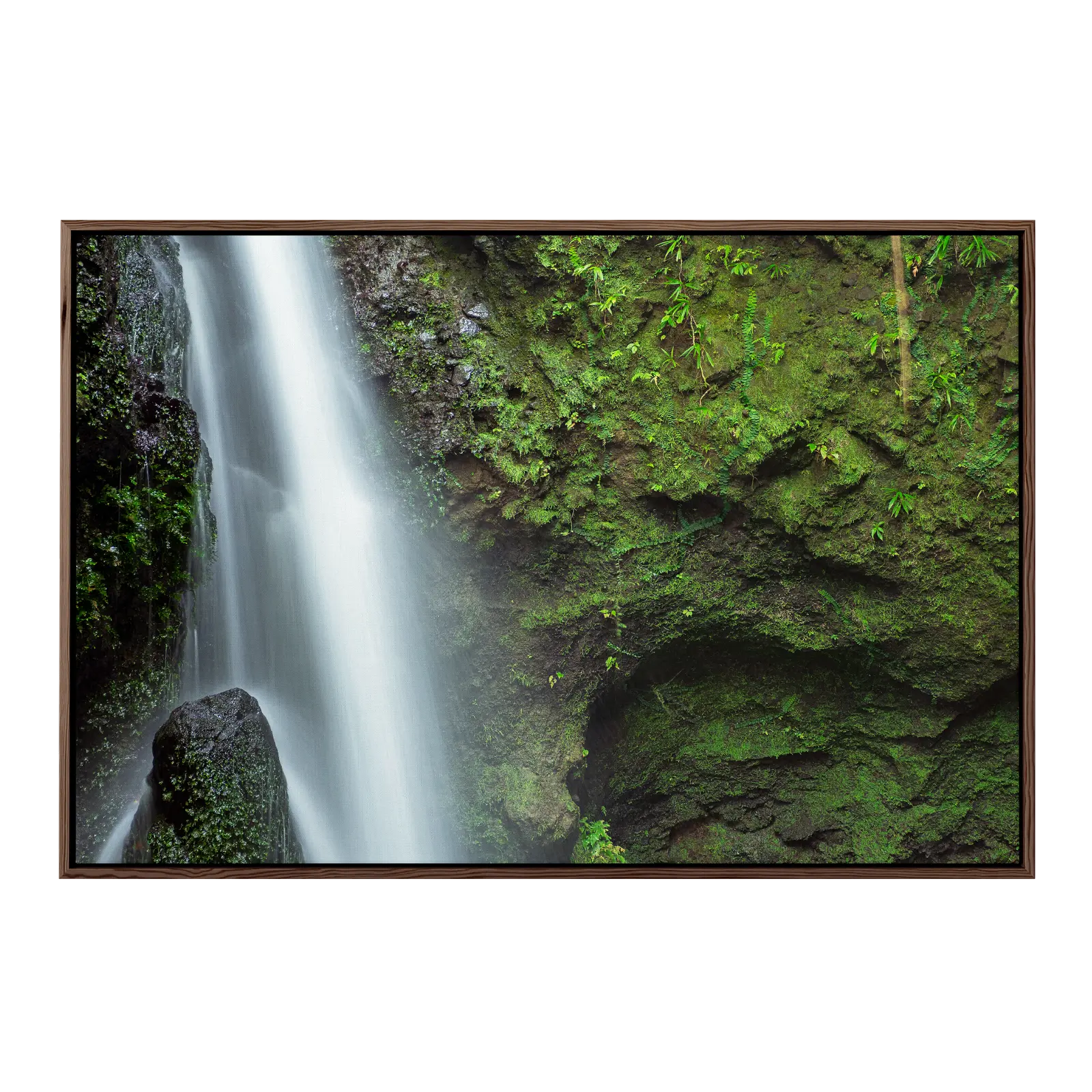 Moss Covered Walls