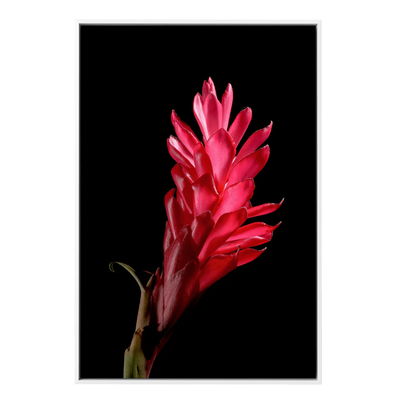 Red Ginger I