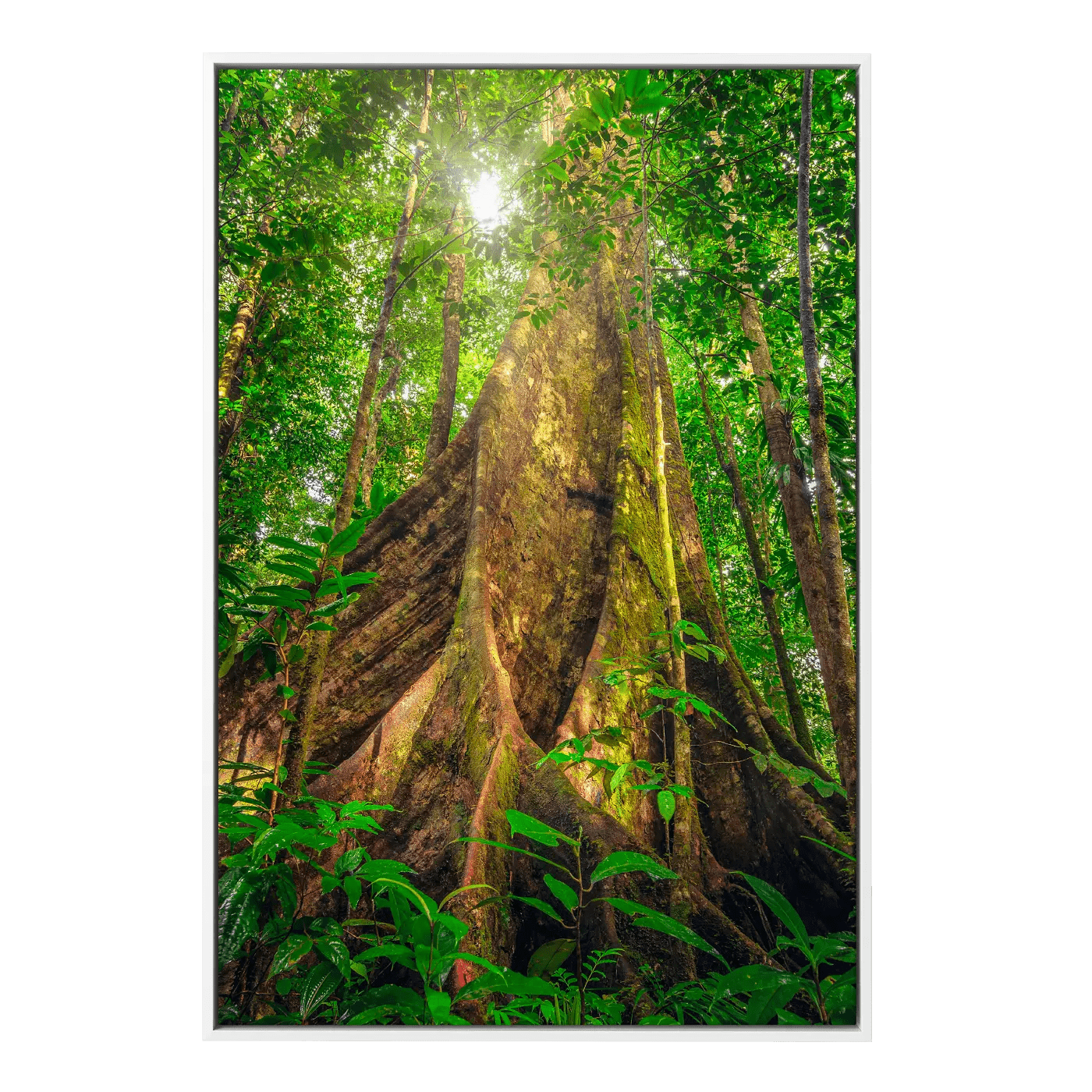 Giants of the Forest