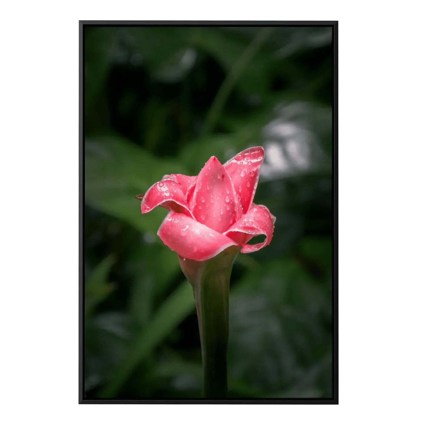 Young Ginger Lily