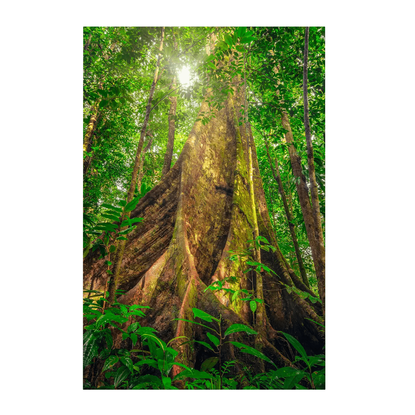 Giants of the Forest