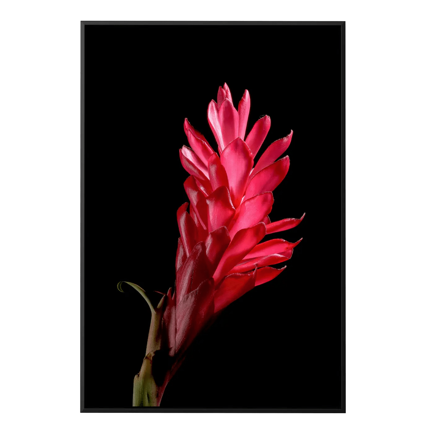 Red Ginger I
