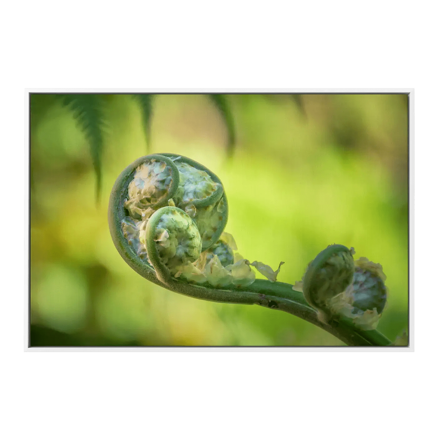 Unraveled