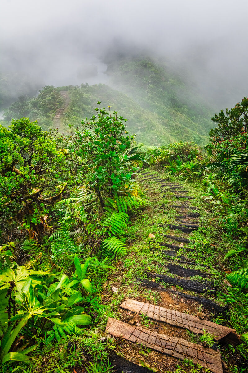 "Into The Mist" by Yuri A Jones